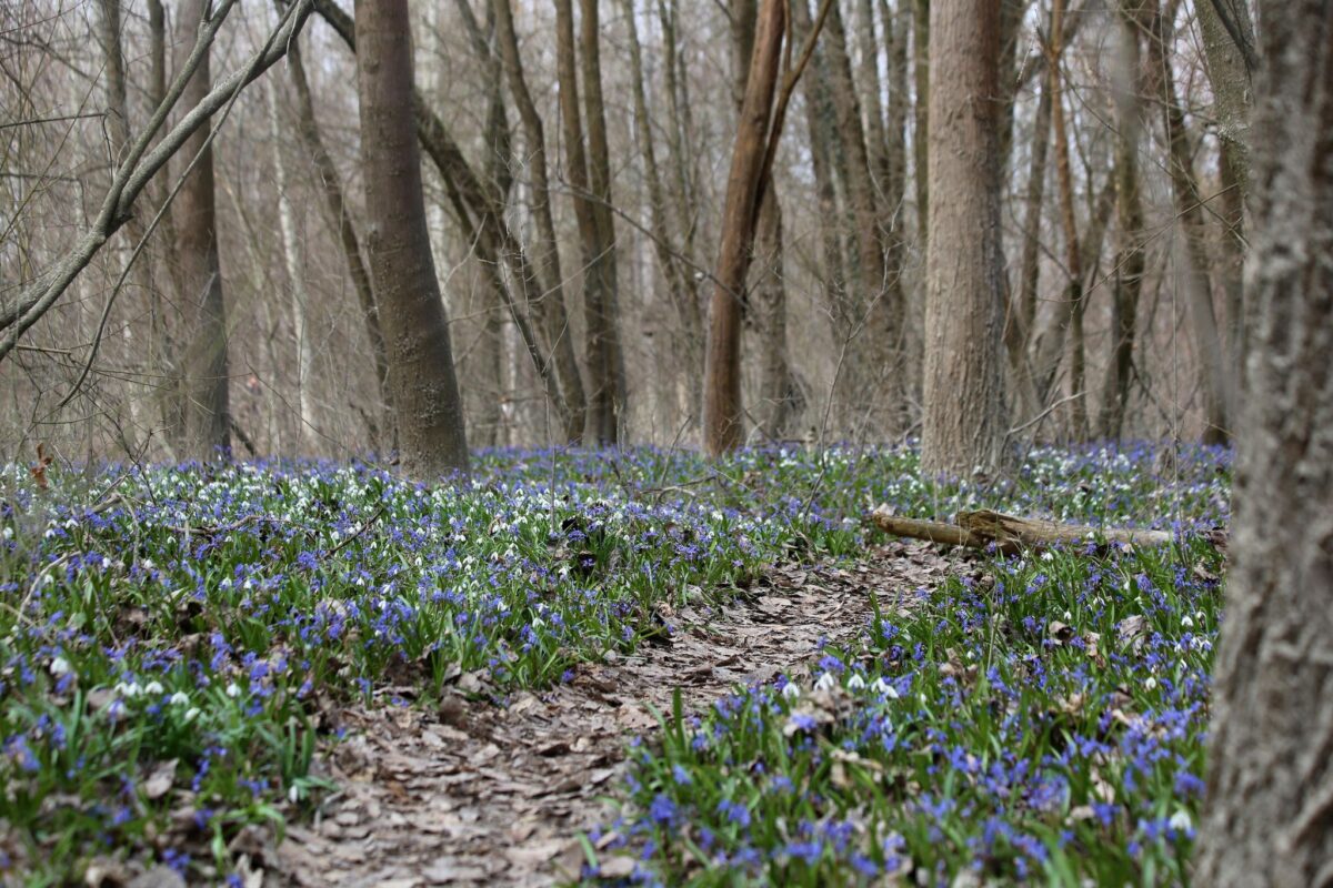 Érd Tőzike tanösvény