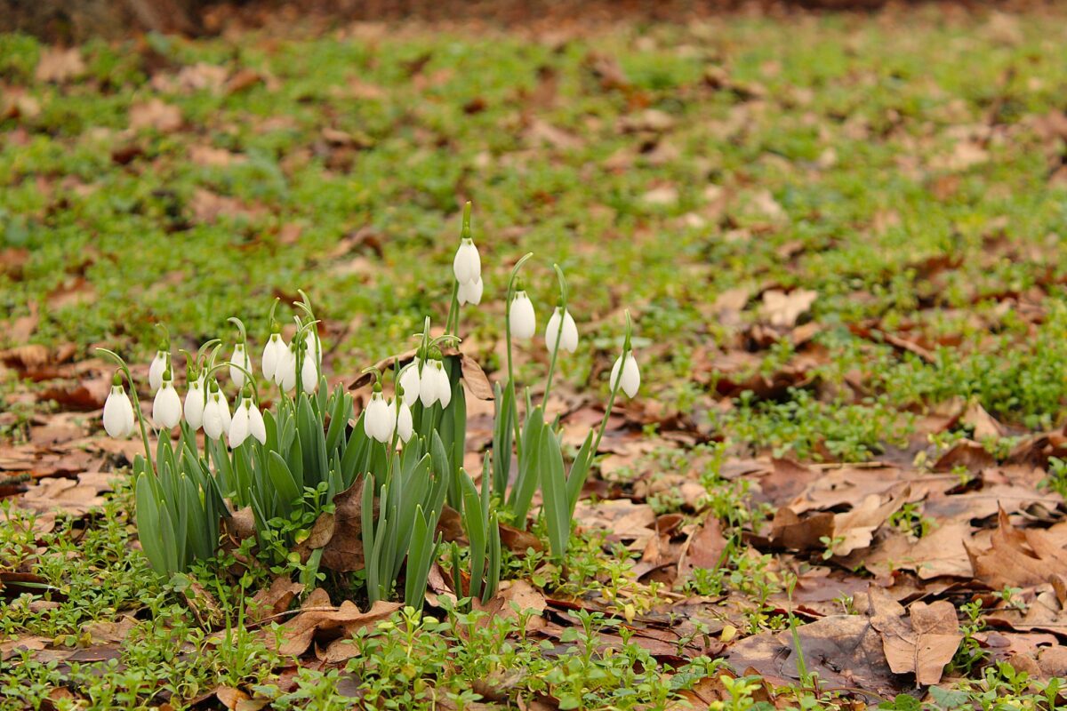 Debreceni Egyetem Botanikus Kert hóvirág