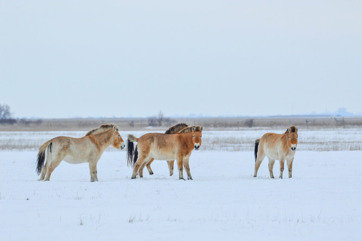 Hajdúszoboszló, belföld, Magyarország, utazás, kirándulás, kikapcsolódás, tél, természet