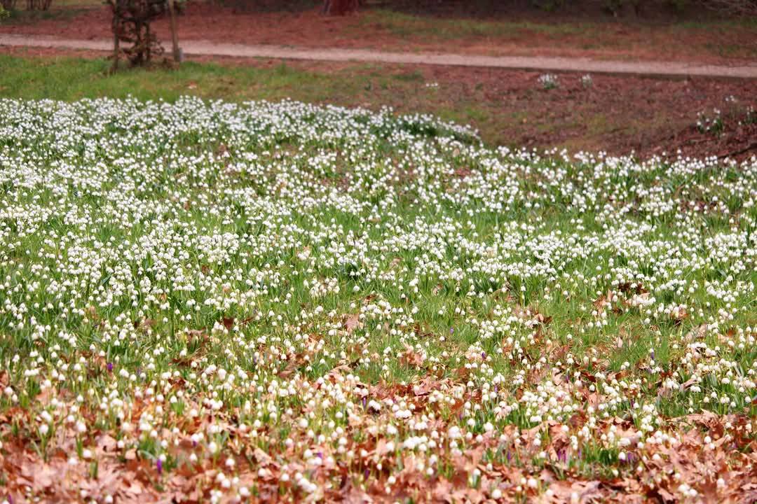 Kámoni Arborétum tőzike