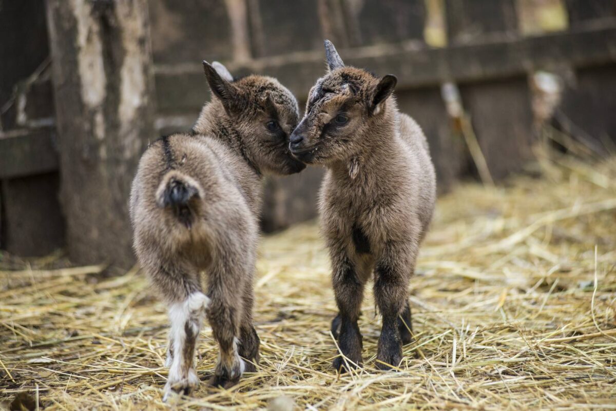 Kecskeméti Vadaskert