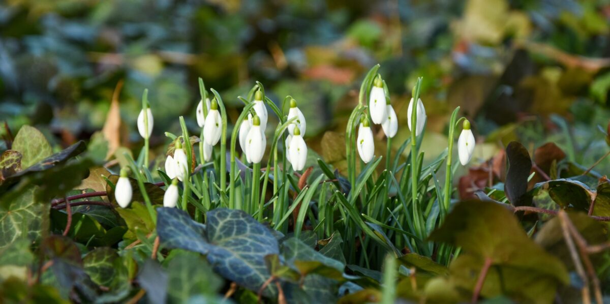 Margitsziget hóvirág