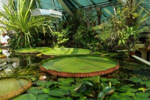 ELTE Füvészkert üvegház