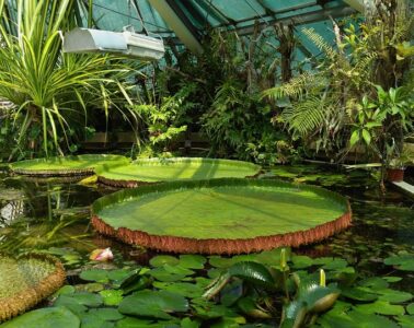 ELTE Füvészkert üvegház