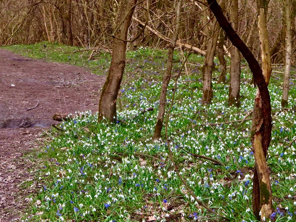 Nagy-sziget Rácalmás