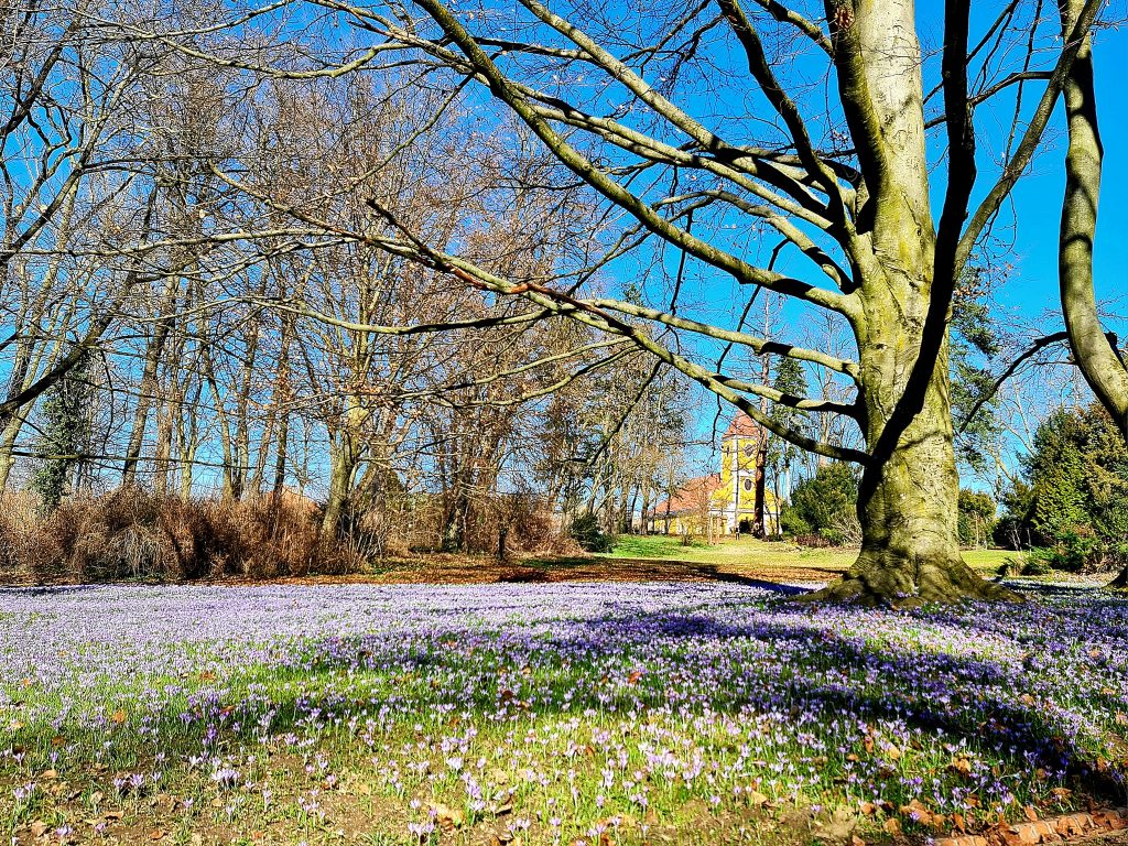 Sellyei Arborétum krókusz