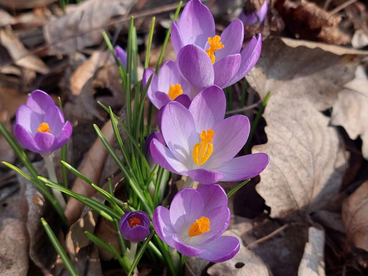 Soroksári Botanikus Kert krókusz