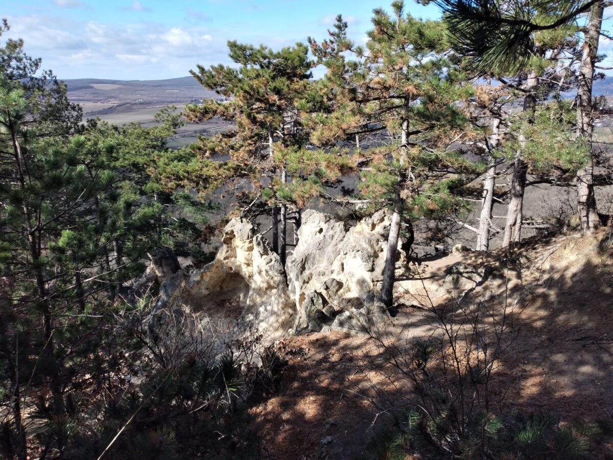 kirándulás, tömegközlekedés, Budapest környéke, erdő, kikapcsolódás, természet, túra