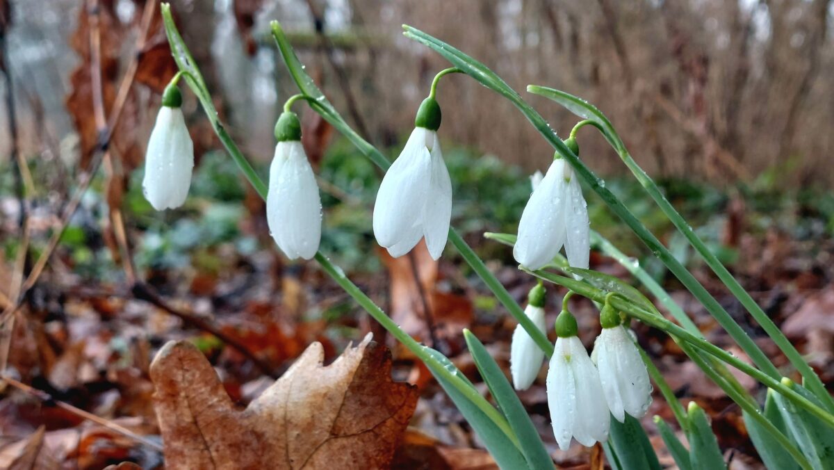 Nemzeti Botanikus Kert, Vácrátót hóvirág