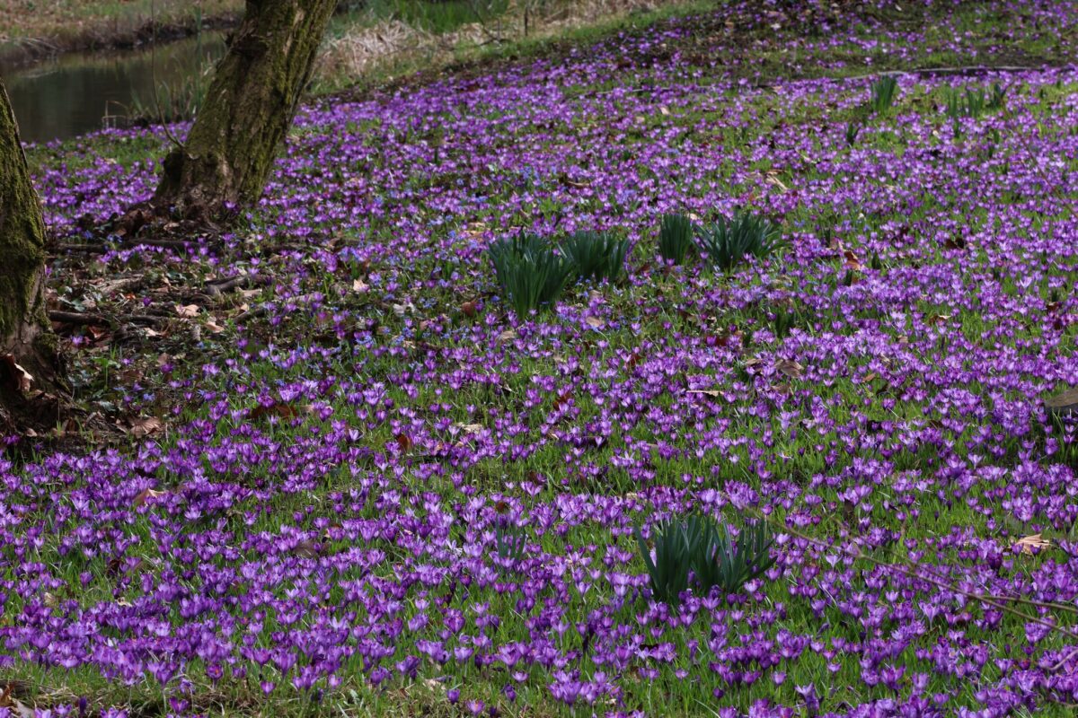 Vácrátót krókusz