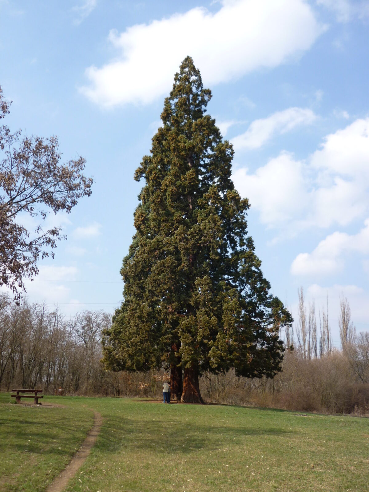 Budakeszi mamutfenyő