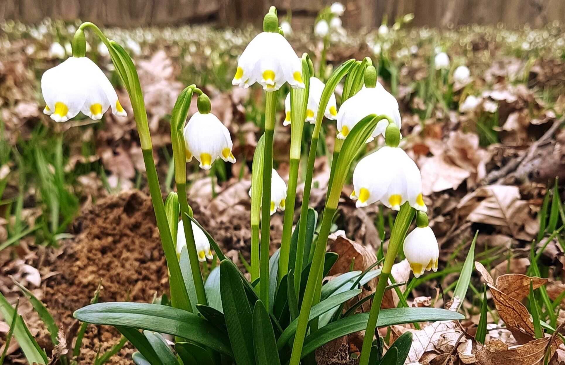 Milliónyi tőzike vette birtokba az Őrség mesés erdejét