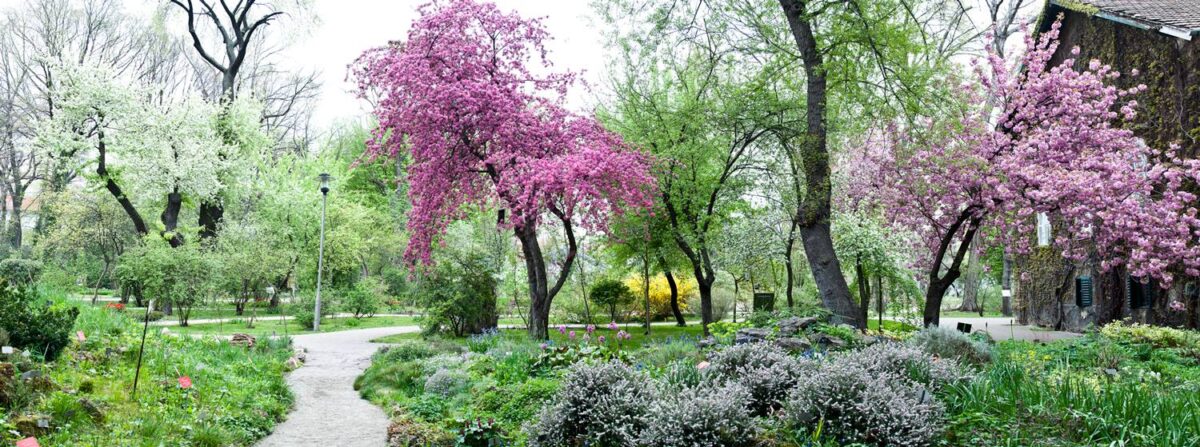 Sakura Ünnep a Füvészkertben