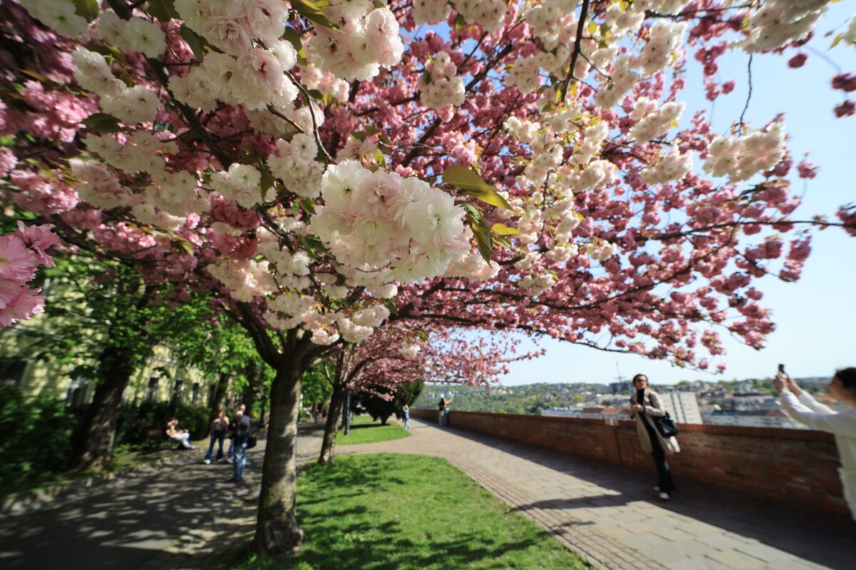 Tóth Árpád sétány