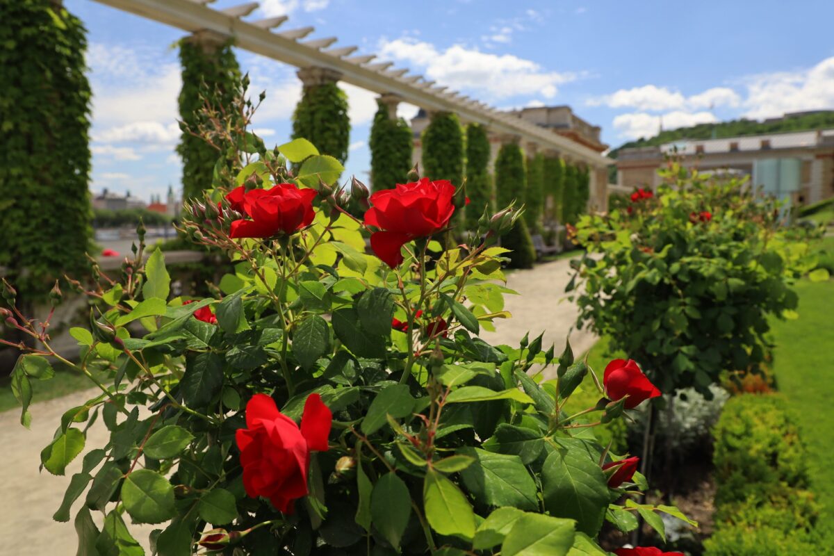 Várkert Bazár rózsa