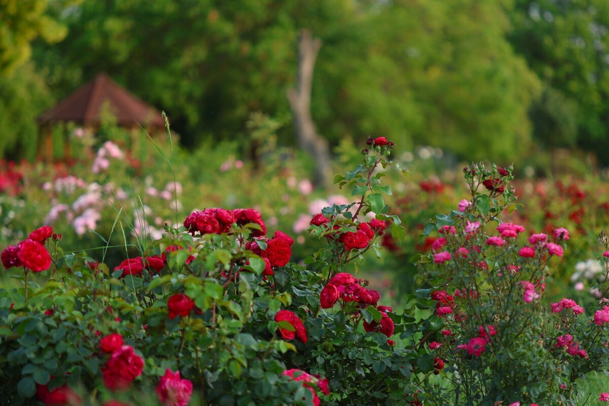 Budatétényi Rózsakert