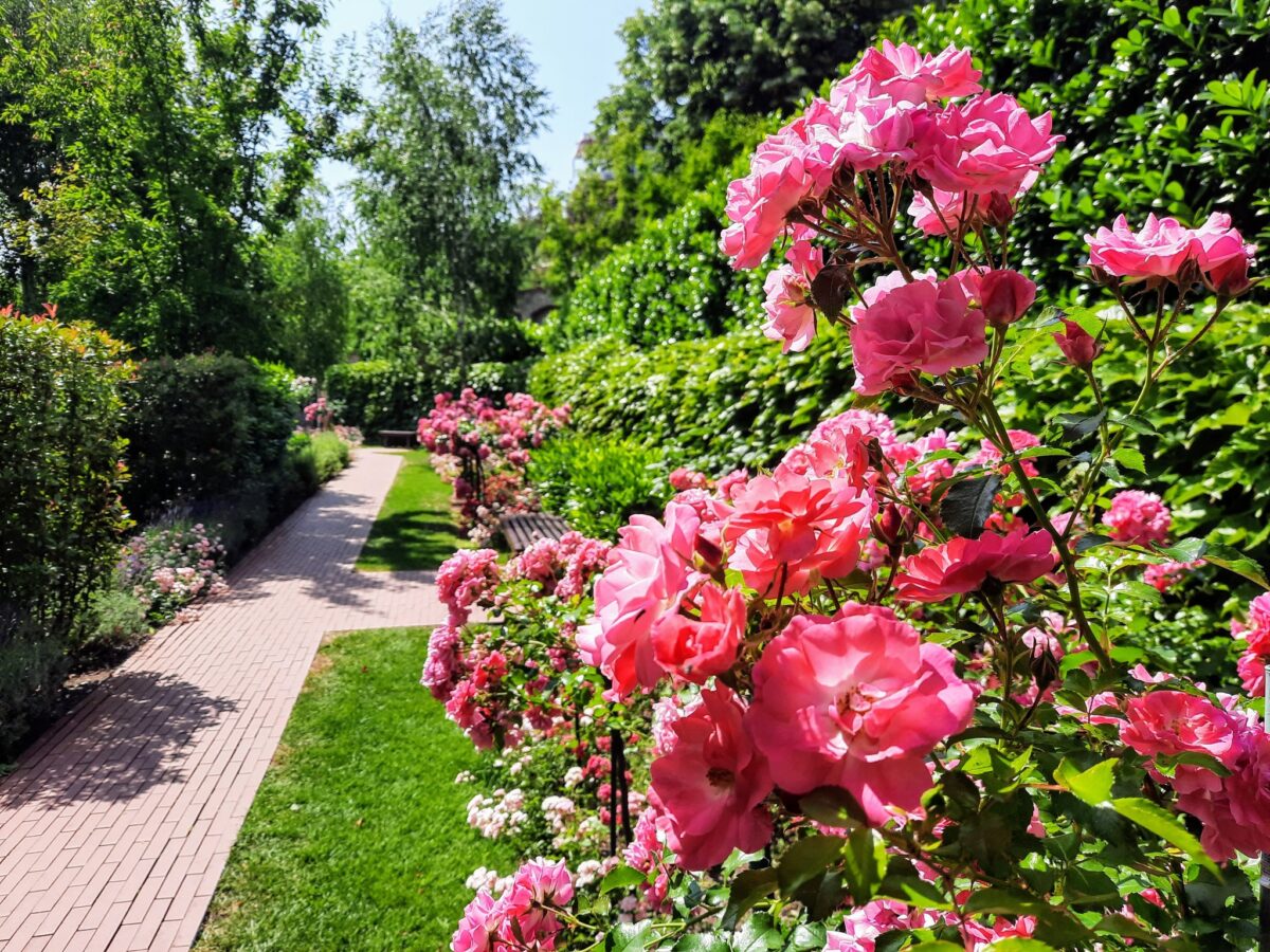 Gül baba rózsakert