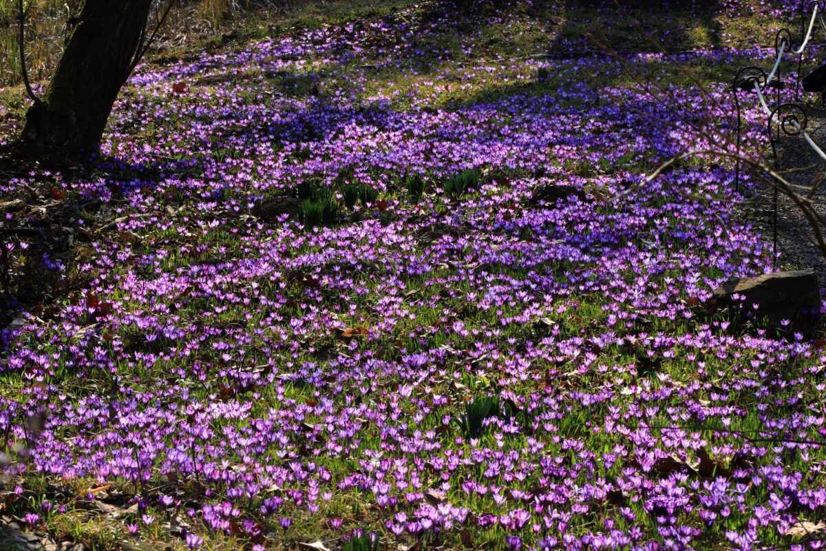 Vácrátóti Nemzeti Botanikus Kert