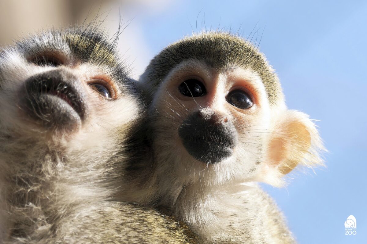 Fővárosi Állat- és Növénykert