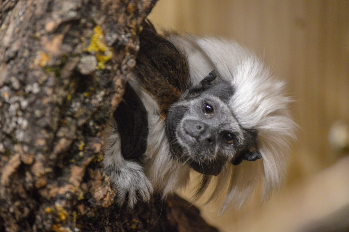 Kecskeméti Vadaskert