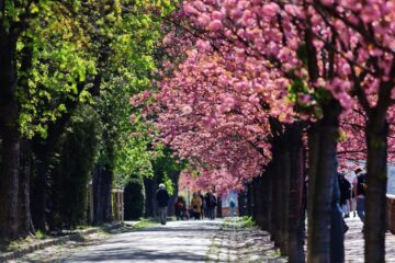 Tóth Árpád sétány