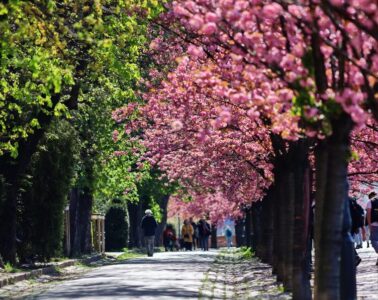 Tóth Árpád sétány