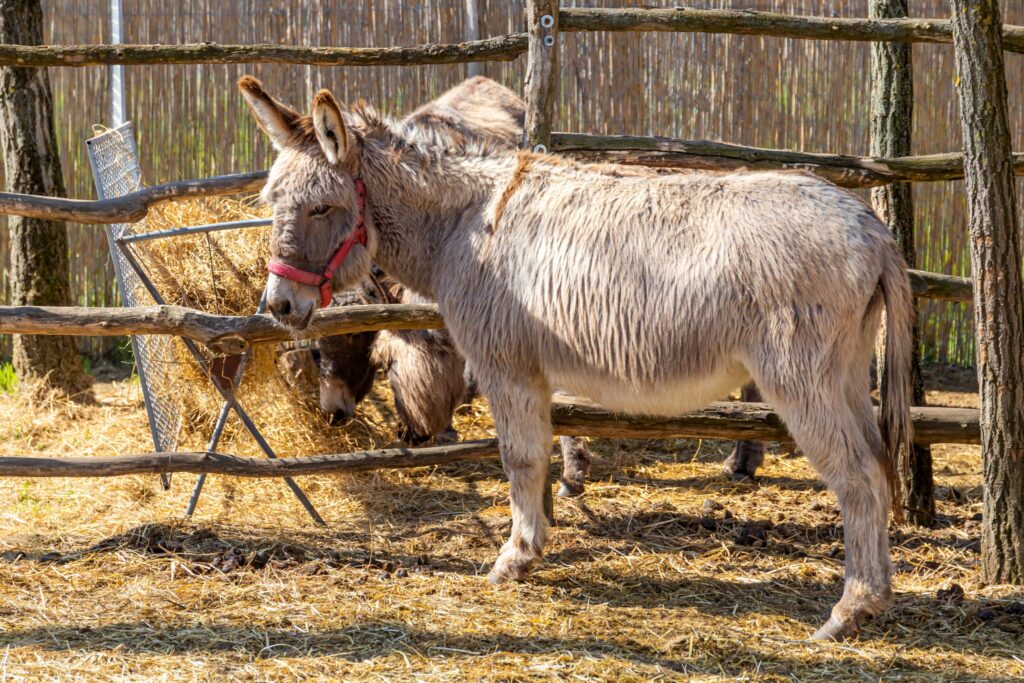 TulipGarden Homokhátság kisállatsimogató