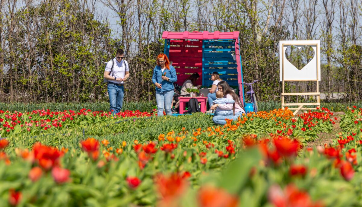 TulipGarden Homokhátság szedd magad tulipánszüret
