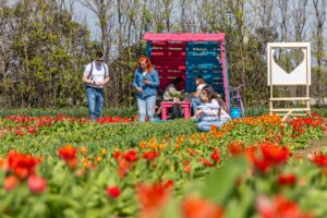 TulipGarden Homokhátság szedd magad tulipánszüret