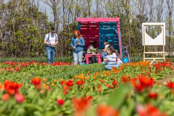 TulipGarden Homokhátság szedd magad tulipánszüret
