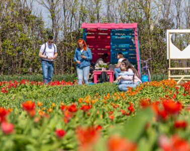 TulipGarden Homokhátság szedd magad tulipánszüret