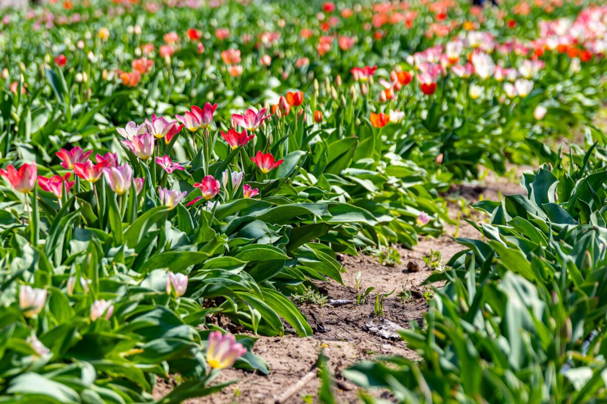 TulipGarden Homokhátság szedd magad tulipánszüret