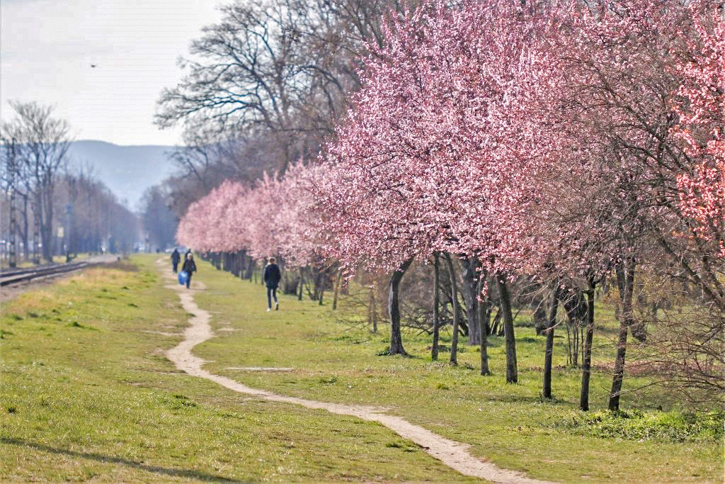 Vérszilvafasor XIV. kerület