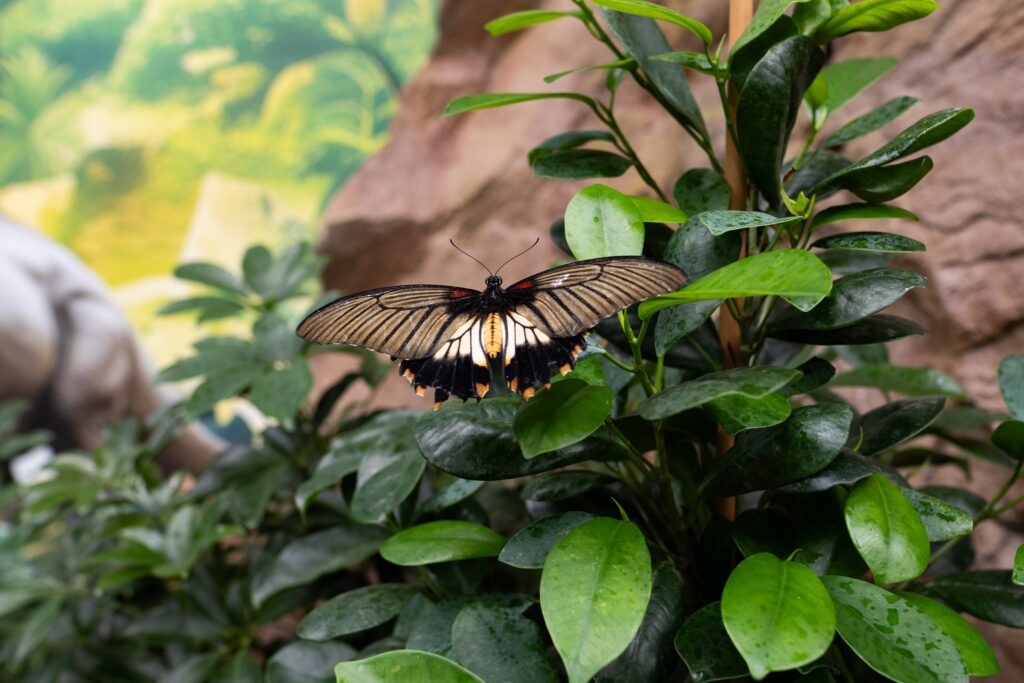 Papilonia Lepkevilág Budapest