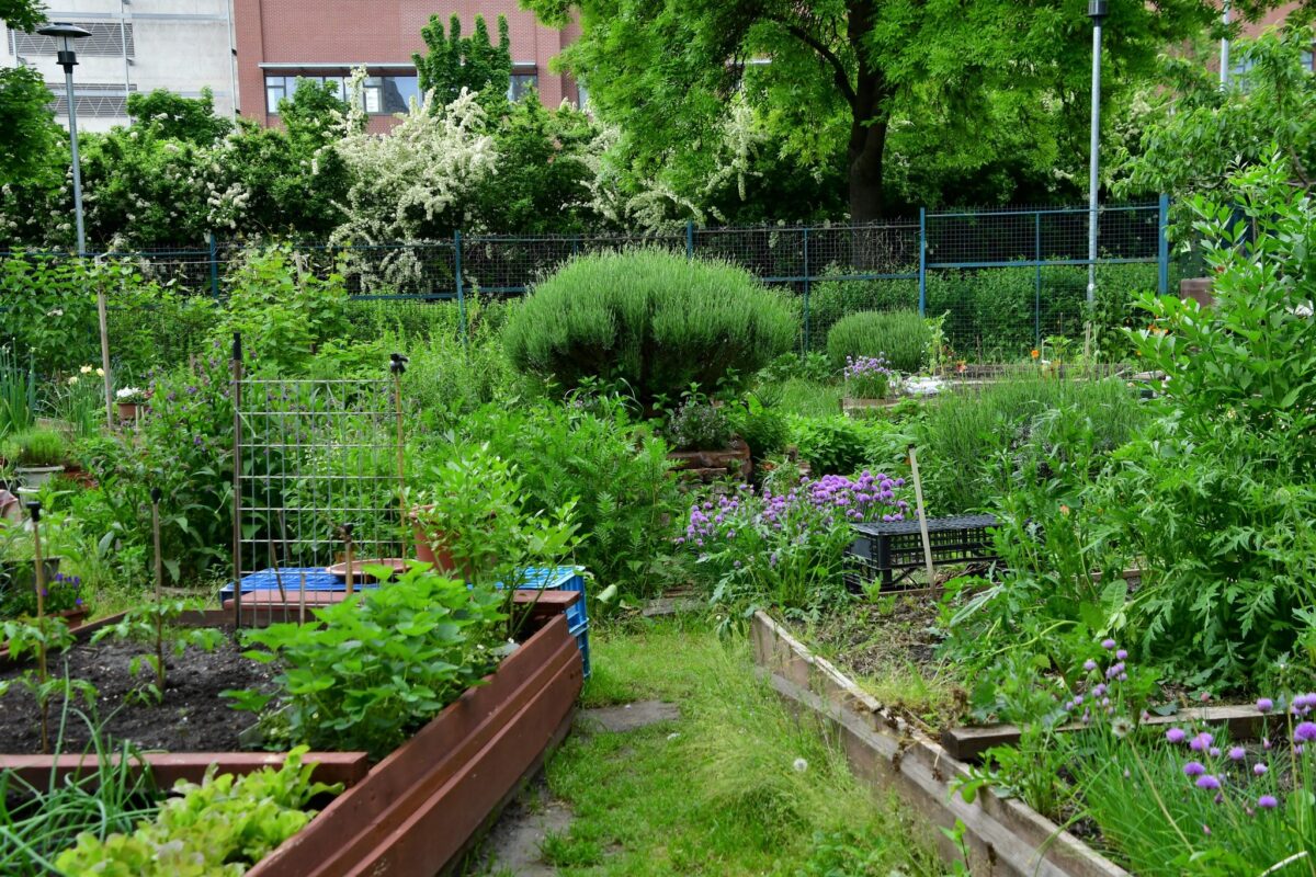 Árnyas Kert - Kispest 4. közösségi kertje