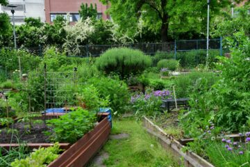 Árnyas Kert - Kispest 4. közösségi kertje