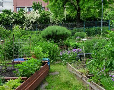 Árnyas Kert - Kispest 4. közösségi kertje