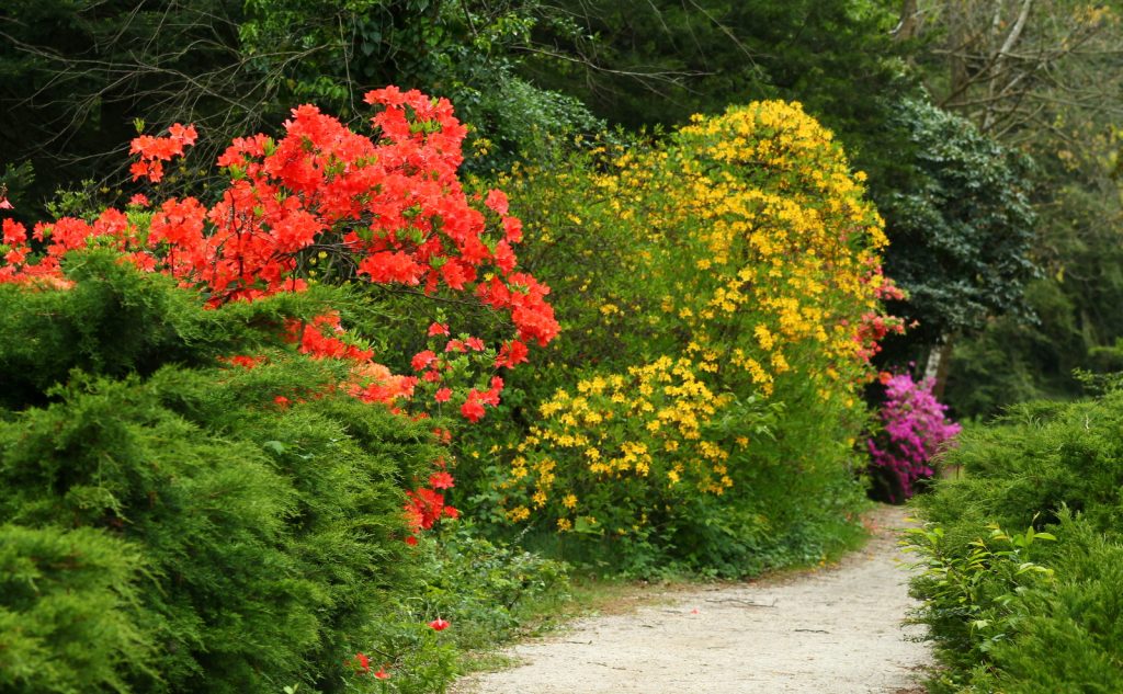 Jeli arborétum