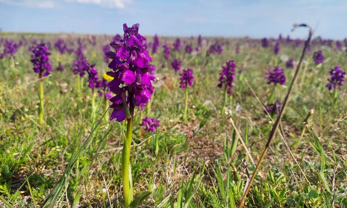 Orchidea tanösvény, kosbor