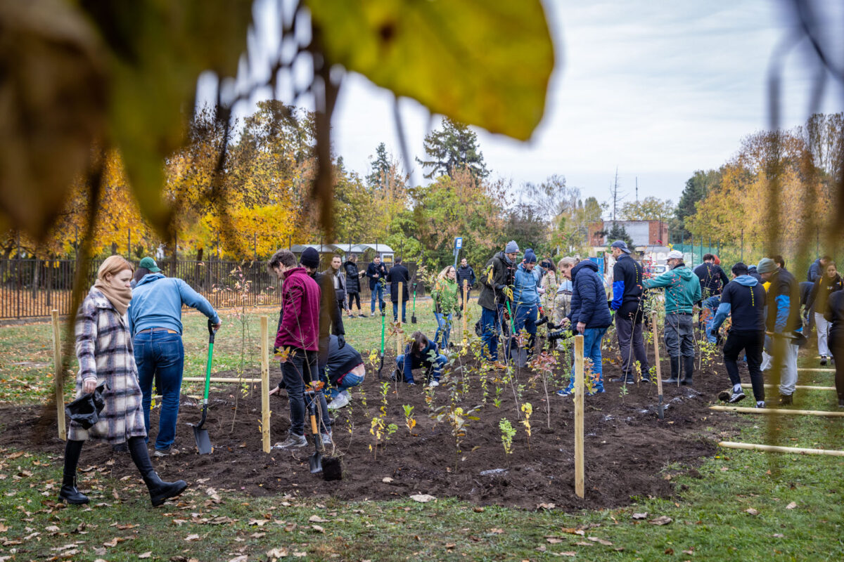 XV. kerület Miyawaki-erdő