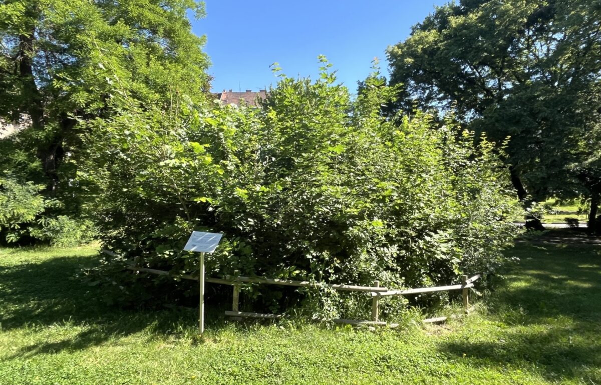 Főkert Tabán Miyawaki-erdő