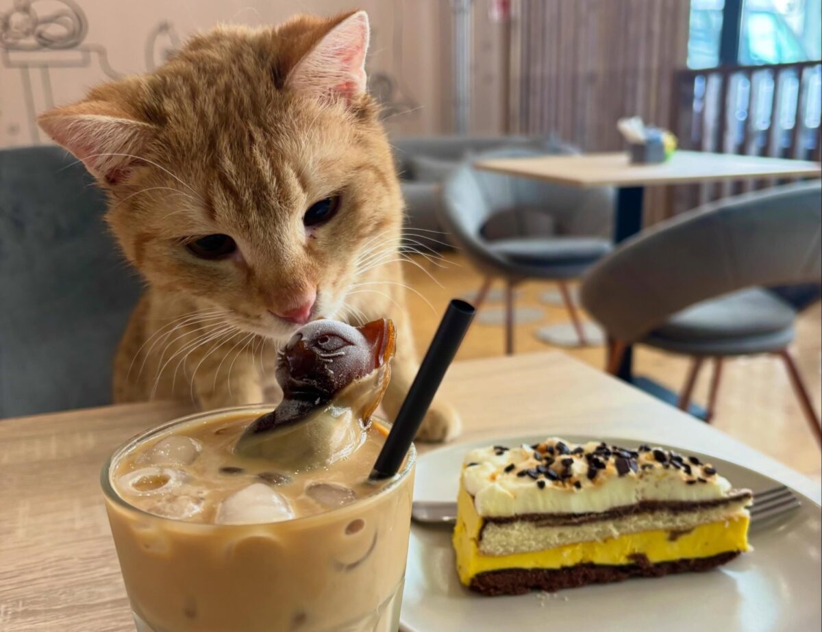 Catuccino Cafe új kávézó Budapesten
