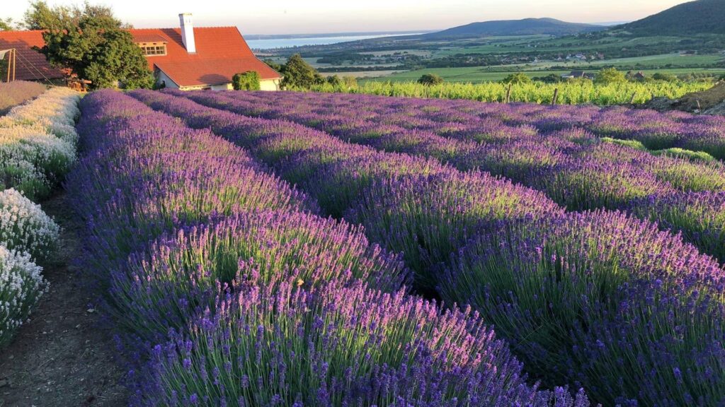 Balaton levendula, szedd magad, északi part