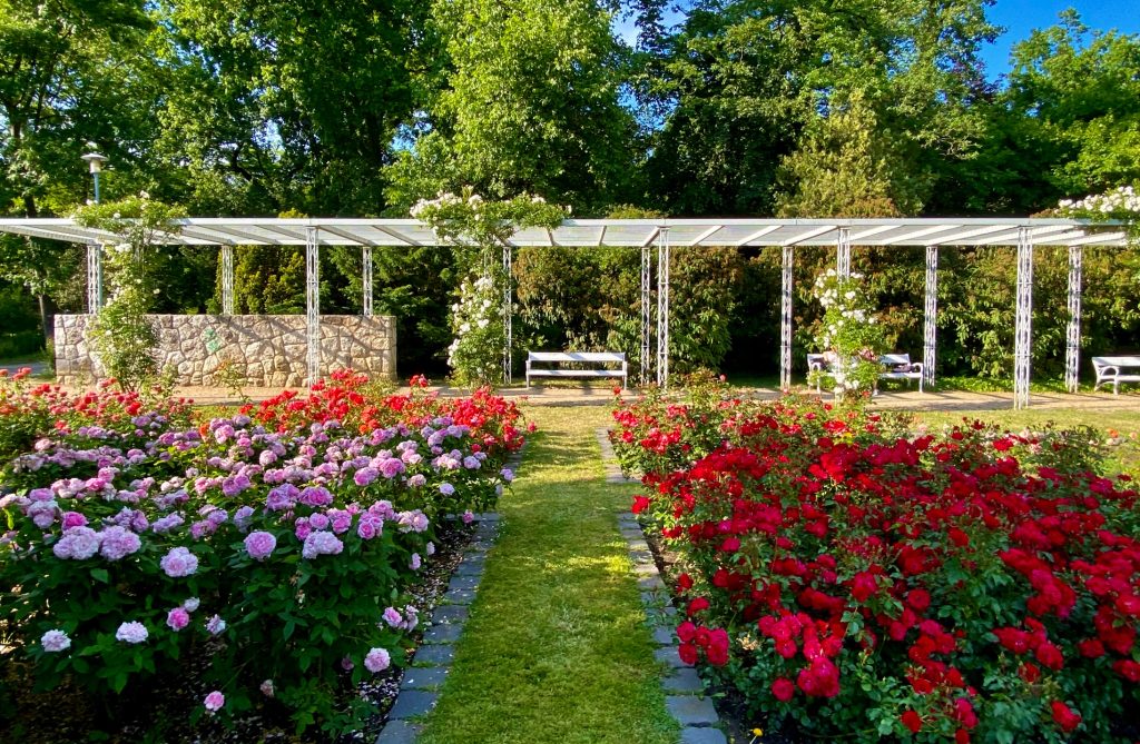 Rose garden Margaret Island Budapest