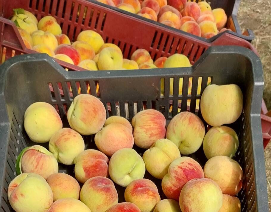 Barackfarm Fertőszentmiklós szedd magad őszibarack