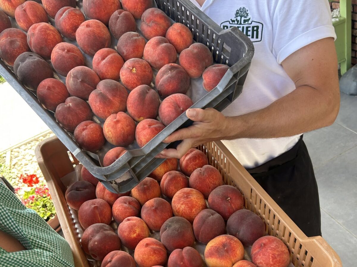 Breier Farm szedd magad őszibarack