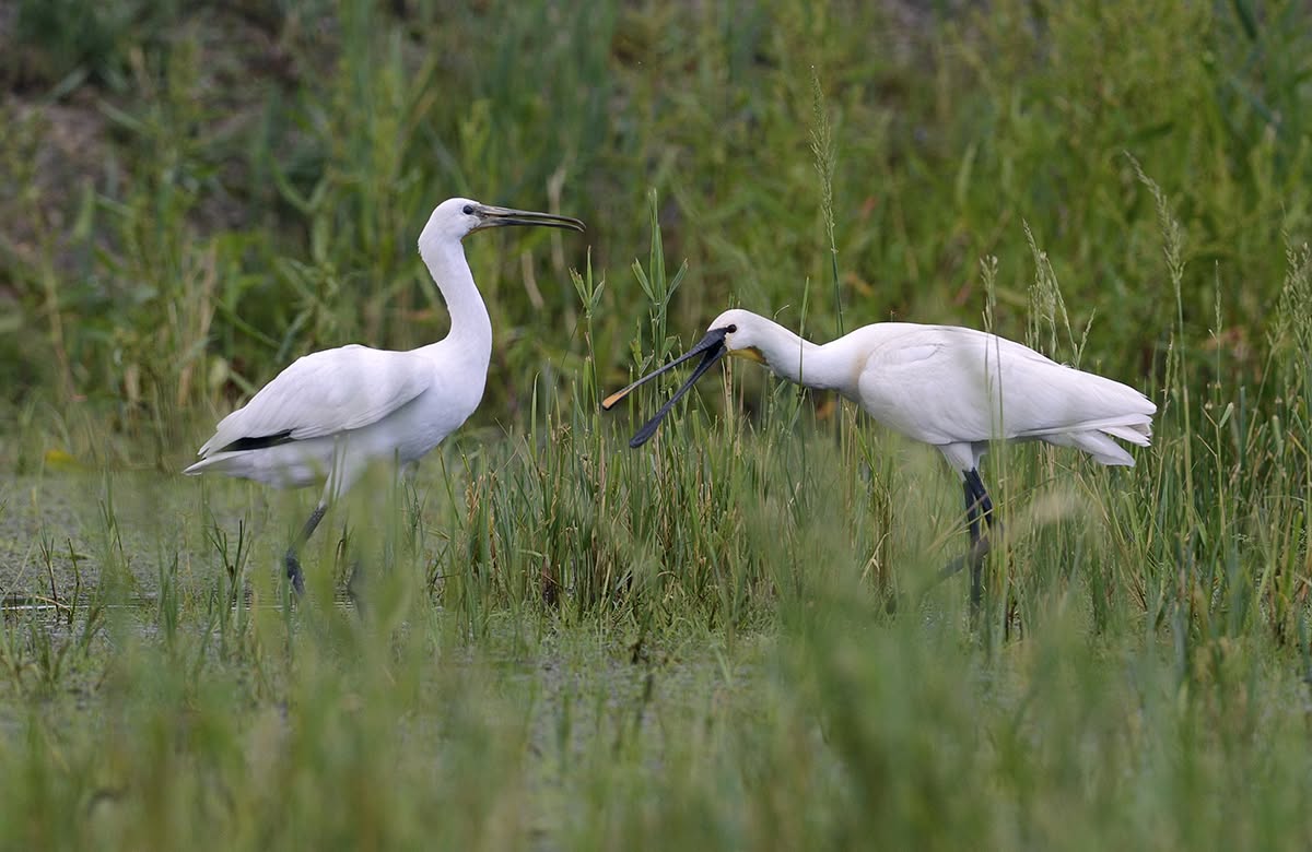 Körös-Maros Nemzeti Park