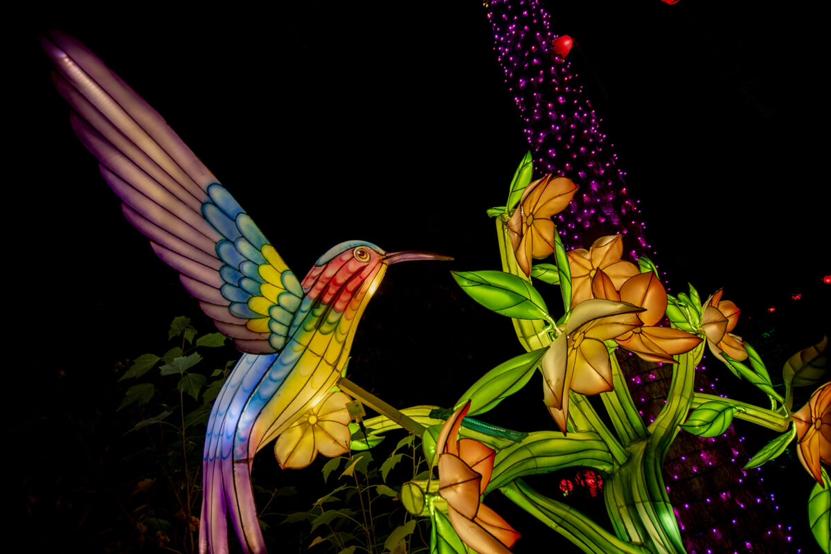 Garden of Lights 2026 A Szépség és a Szörnyeteg fénypark fénykiállítás Budapesten